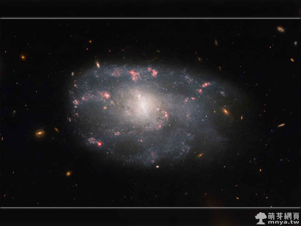20230306 NGC 5486 哈伯望遠鏡捕捉到一個蜿蜒迴曲的螺旋星系